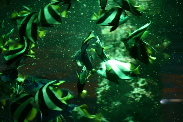 Poissons en aquarium — Photo