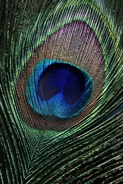 Peacock eye — Stock Photo, Image