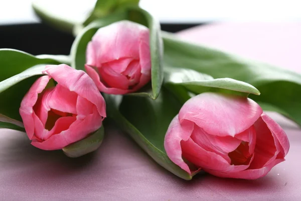 Tre lyserøde tulipaner - Stock-foto