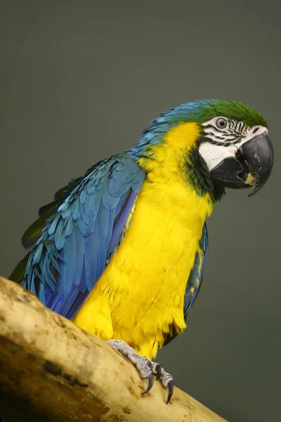 Blauwe papegaai — Stockfoto