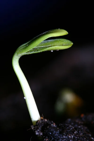 Yeni hayat bitki — Stok fotoğraf