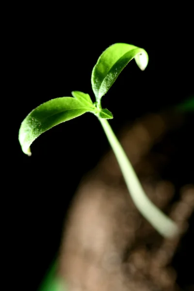 녹색 식물 — 스톡 사진