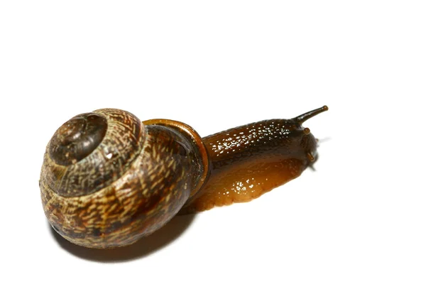 Geïsoleerde shell — Stockfoto