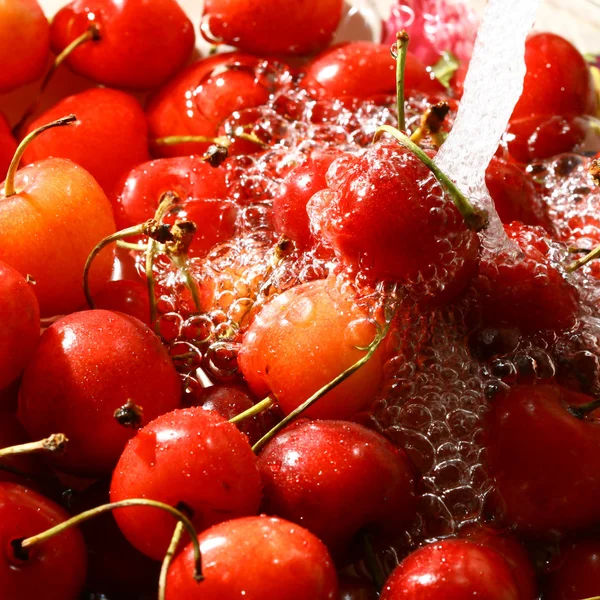 Sweet cherry under wet — Stok fotoğraf