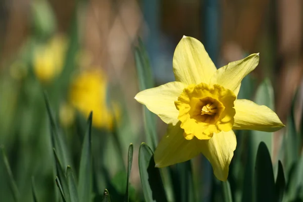 Narciso amarelo — Fotografia de Stock