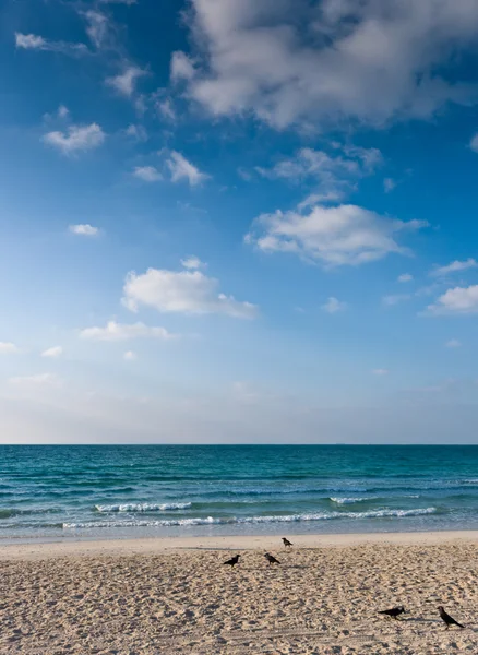 stock image Sandy beach with lots of footprints and a blue sky with clouds and birds on sand