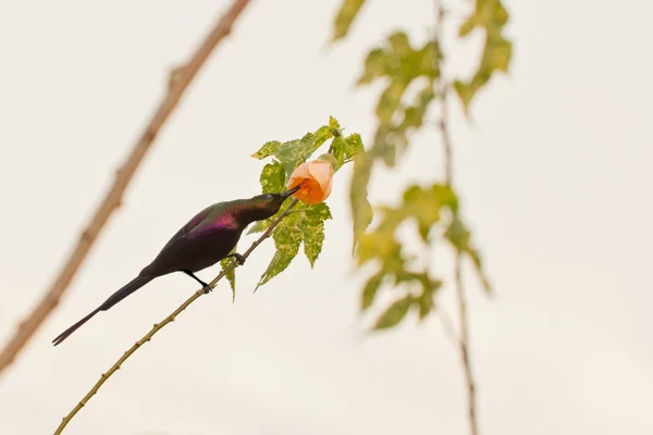 Hermoso pájaro chupando el néctar de una flor — Foto de Stock