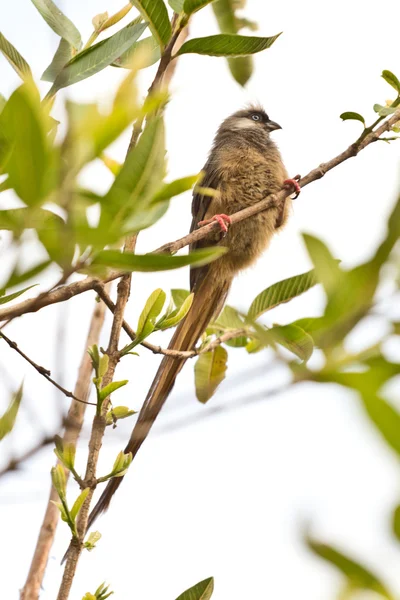 Ptak beautilful długo rozkładem na drzewie — Zdjęcie stockowe