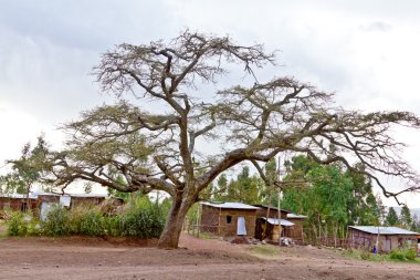 de grote boom in het dorp