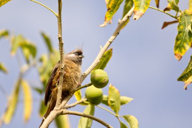 Benekli mousebird