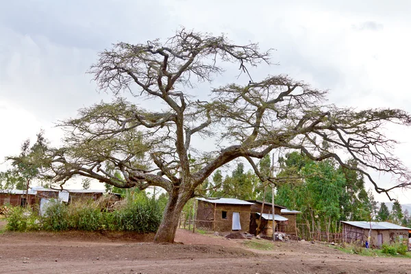 De grote boom in het dorp — Stockfoto
