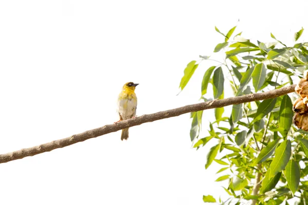 A yellow throated seedeater on a tree — Stock Photo, Image