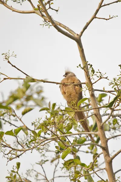 얼룩 덜 룩 한 mousebird — 스톡 사진