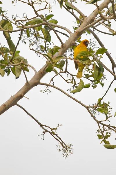 Желтая птица на дереве — стоковое фото