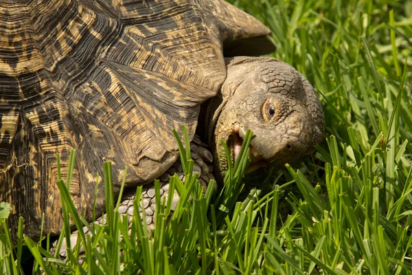 Une tortue mangeant de l'herbe — Photo