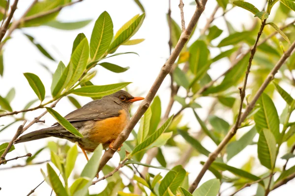 Pássaro de bico laranja smal — Fotografia de Stock