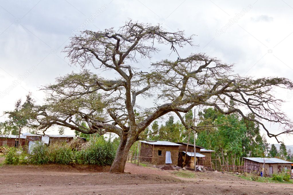 The big tree in the village