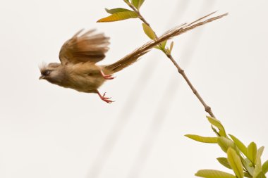 Uçuş benekli mousebird