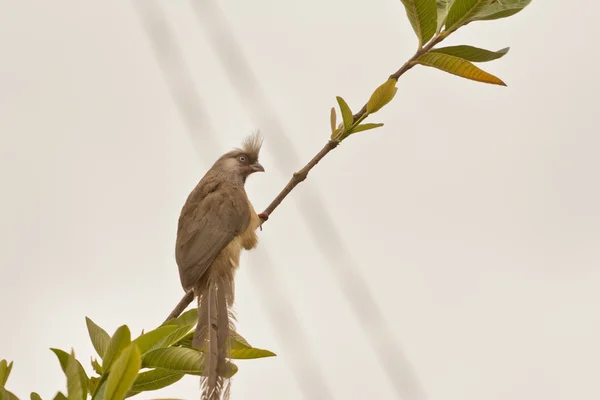 Benekli mousebird — Stok fotoğraf