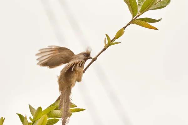 Скрытая птица — стоковое фото