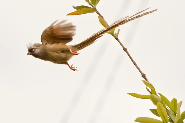 Speckled Mousebird in flight — Zdjęcie stockowe