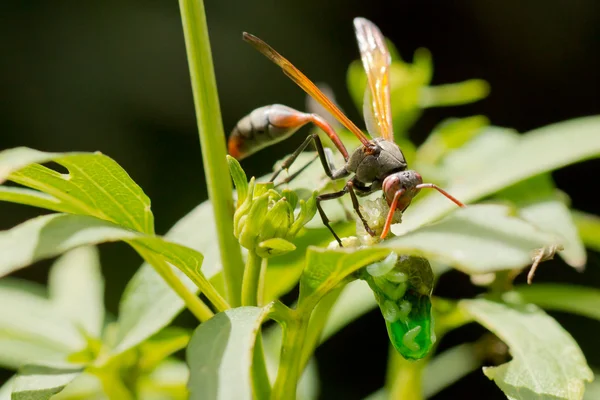 Bir yemek olan bir yaban arısı — Stok fotoğraf