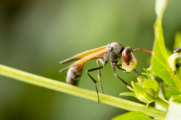 Uma vespa tomando uma refeição — Fotografia de Stock