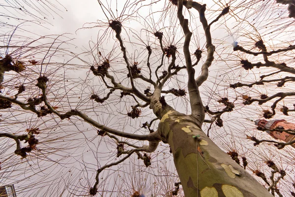 stock image The tree with many arms