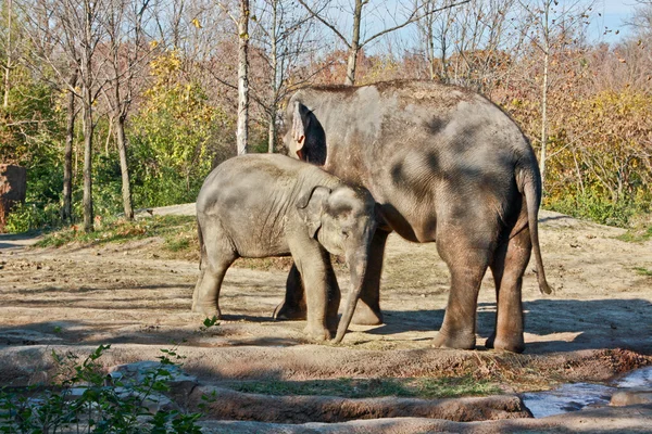 엄마와 아이가 코끼리 — 스톡 사진