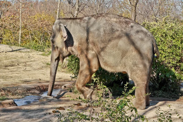 Agua potable para elefantes —  Fotos de Stock