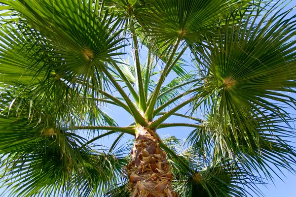 棕榈树 免版税图库照片