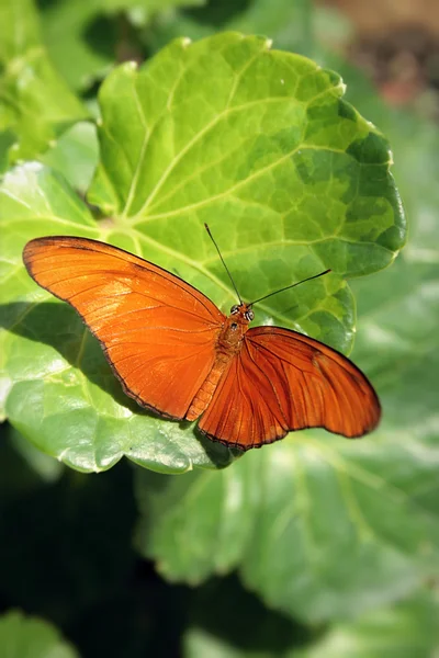 stock image Butterfly on leaf