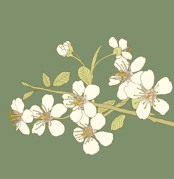 Třešňové květy — Stockový vektor