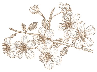 Illustration of Cherry blossoms clipart