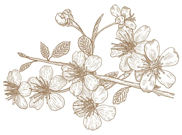 Illustrazione dei fiori di ciliegio — Vettoriale Stock