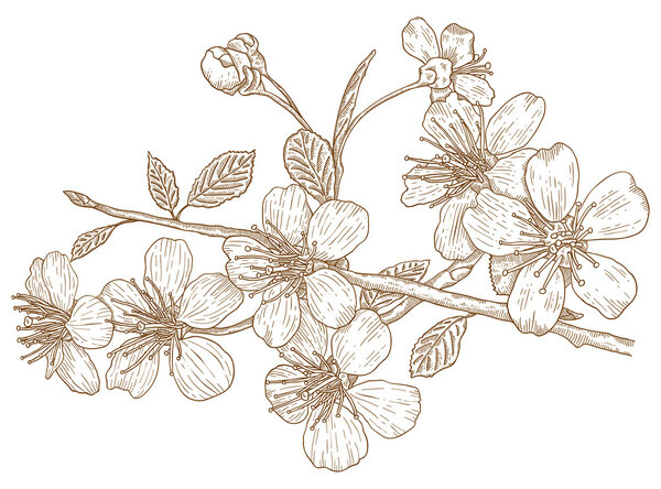 Illustration of Cherry blossoms