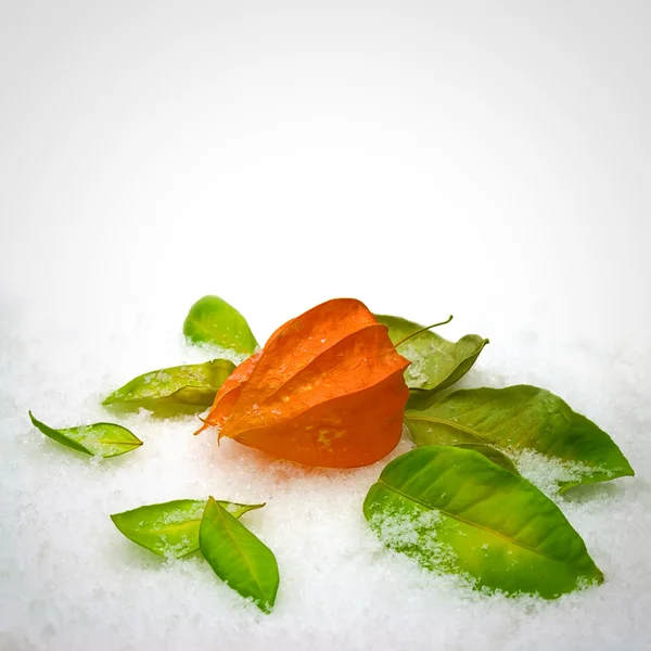 The leaves in the snow — Stock Photo, Image