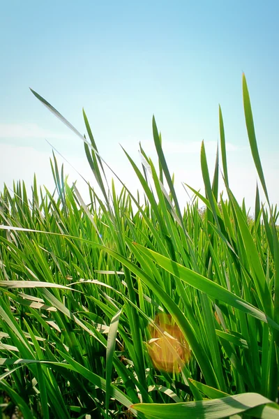 Grass on a sunny day — Stock Photo, Image