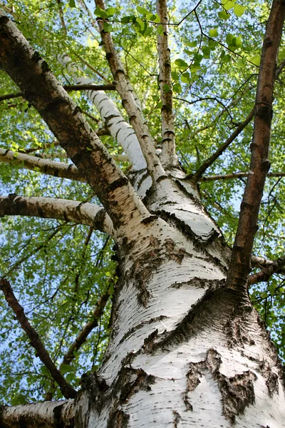 stock image Birch tree