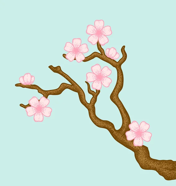 Sakura — Stock vektor