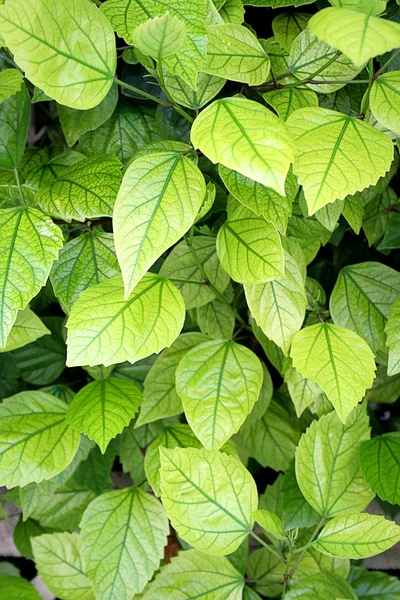 stock image Green leaves