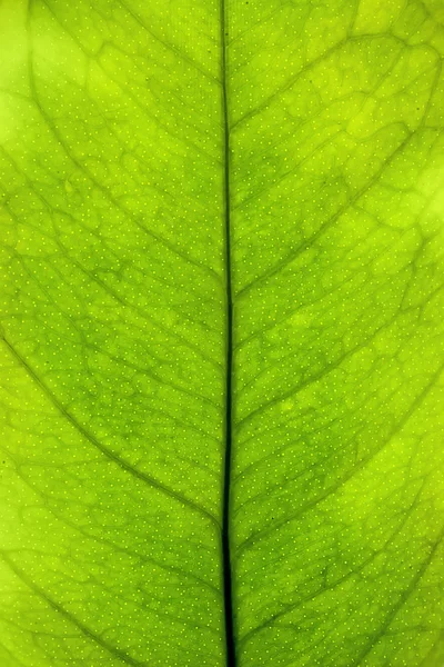 stock image Green leaf closeup