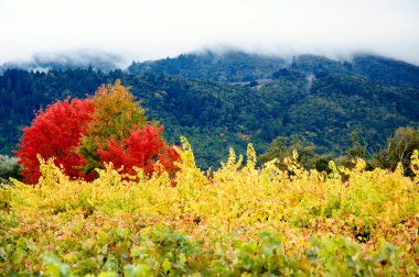 Coloured Autumn Vineyards
