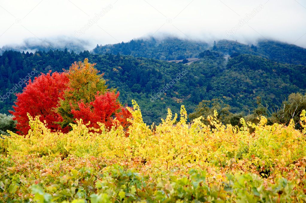 Coloured Autumn Vineyards