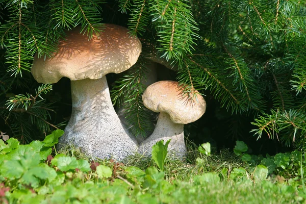 Stock image Mushrooms