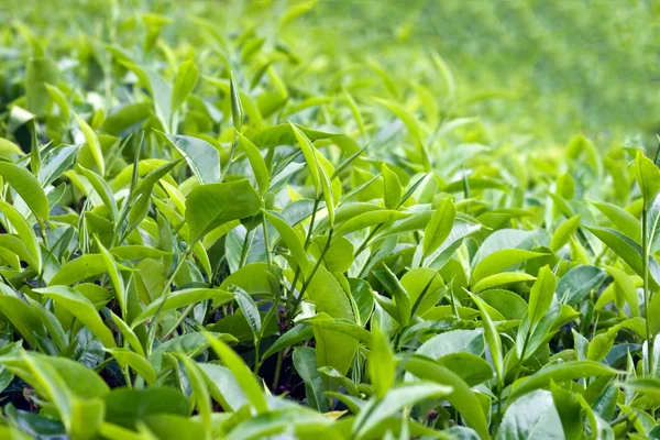 stock image Tea trees