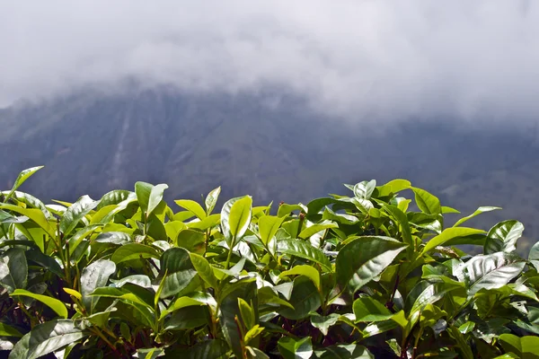 スリランカの紅茶 ロイヤリティフリーのストック写真