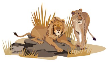 African Lions clipart