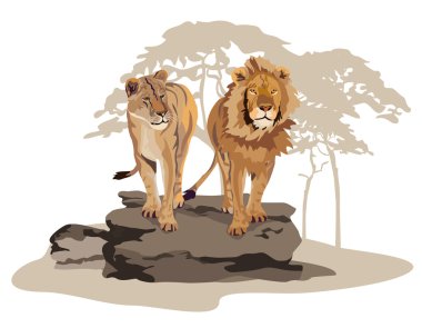 African Lions clipart