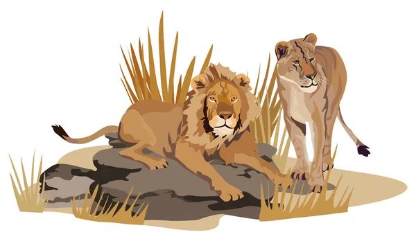 Lions africains — Image vectorielle